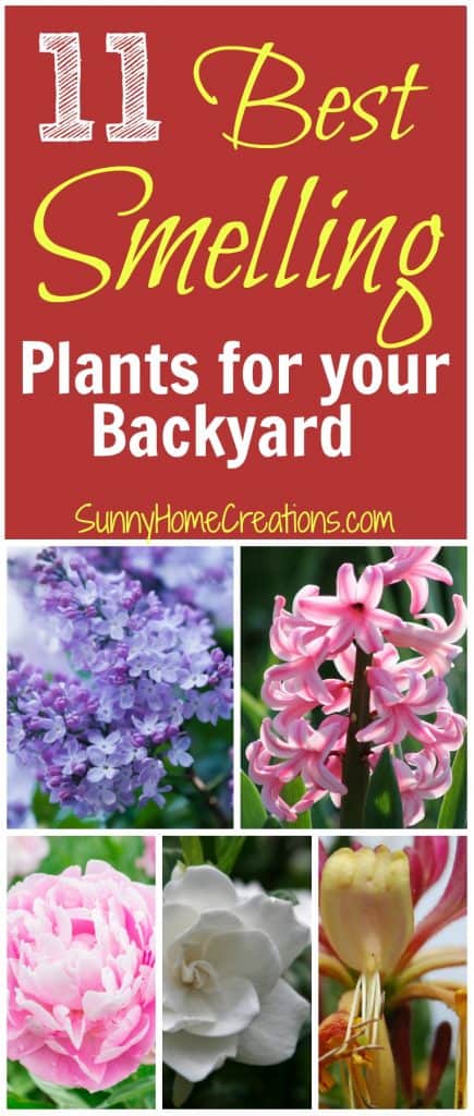 Best smelling Plants for your back and front yard. Add some of these to your landscape for an incredibly fragrant yard. 