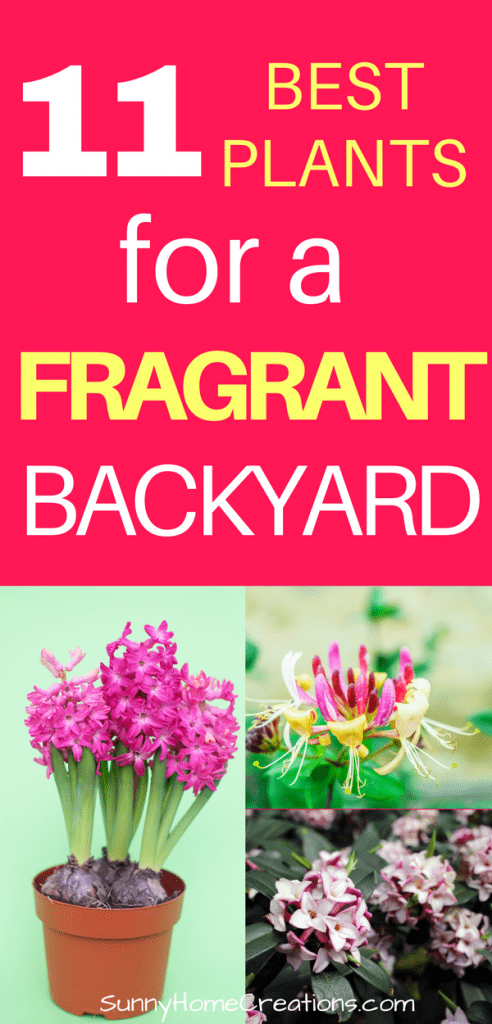 Pin image: top says "11 Best Plants for a fragrant backyard" and bottom has a collage of plants.