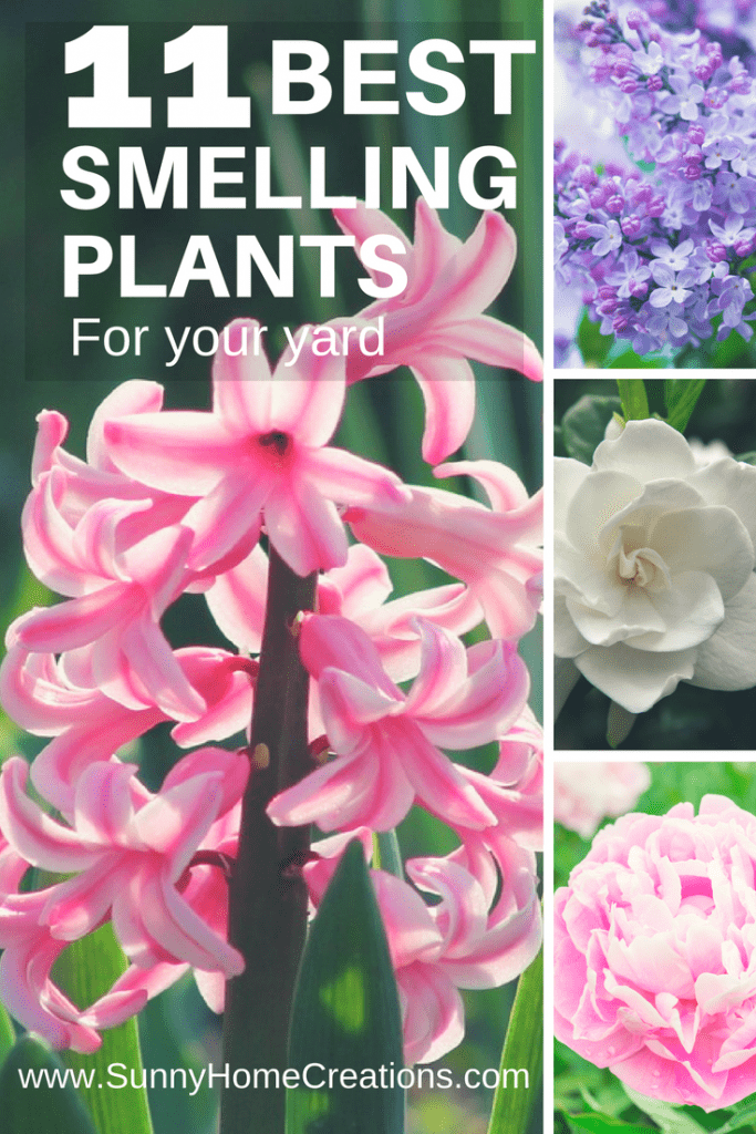 Pin image: flower collage with the words "11 best smelling plants for your yard" on top.
