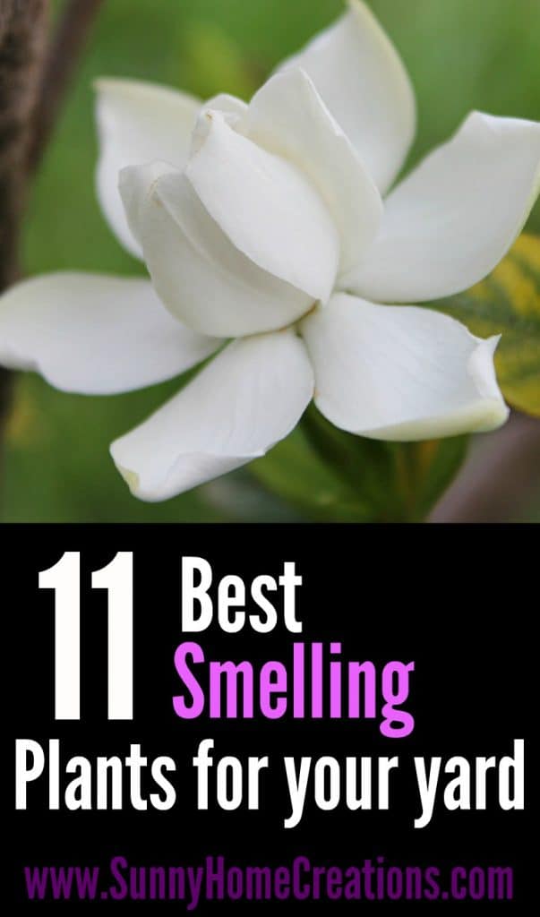 Pin image: top has a pic of a magnolia flower and bottom says "11 best smelling plants for your yard".