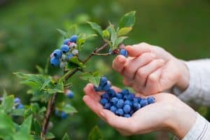 Canning blueberries