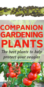 Companion Gardening Plants - the best plants to keep pests out of your garden