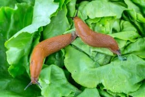 How To Get Rid Of Slugs Naturally Sunny Home Creations