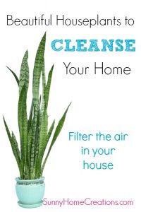 Best houseplants to cleanse your home. Filter the air in your house.