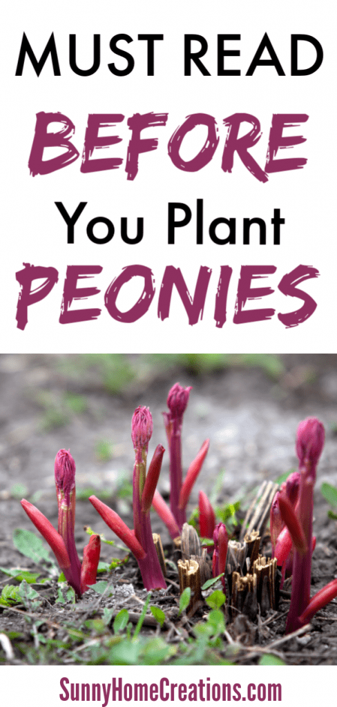 Must read before you plant your peonies