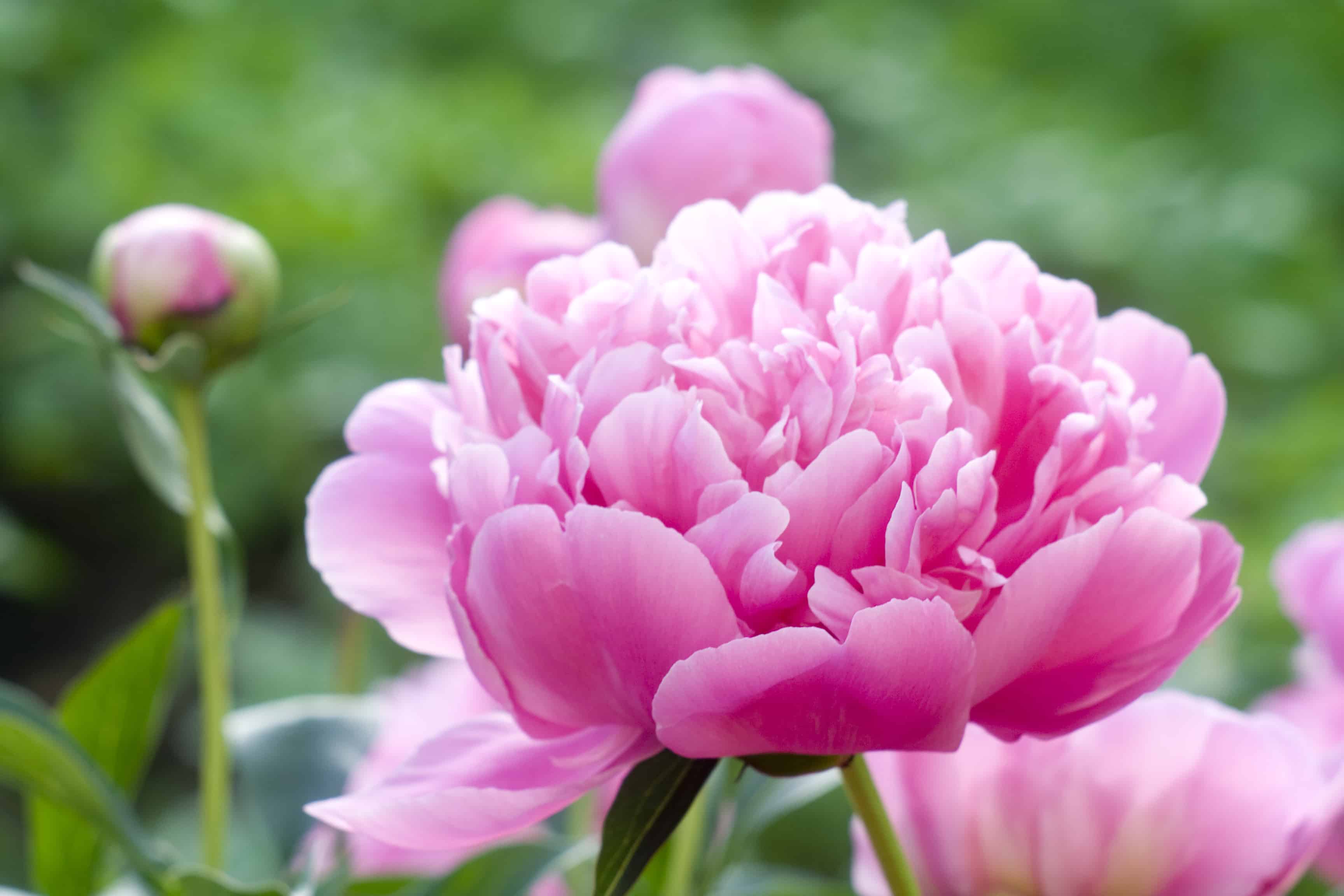 Best Tips for Growing Peonies – Sunny Home Creations