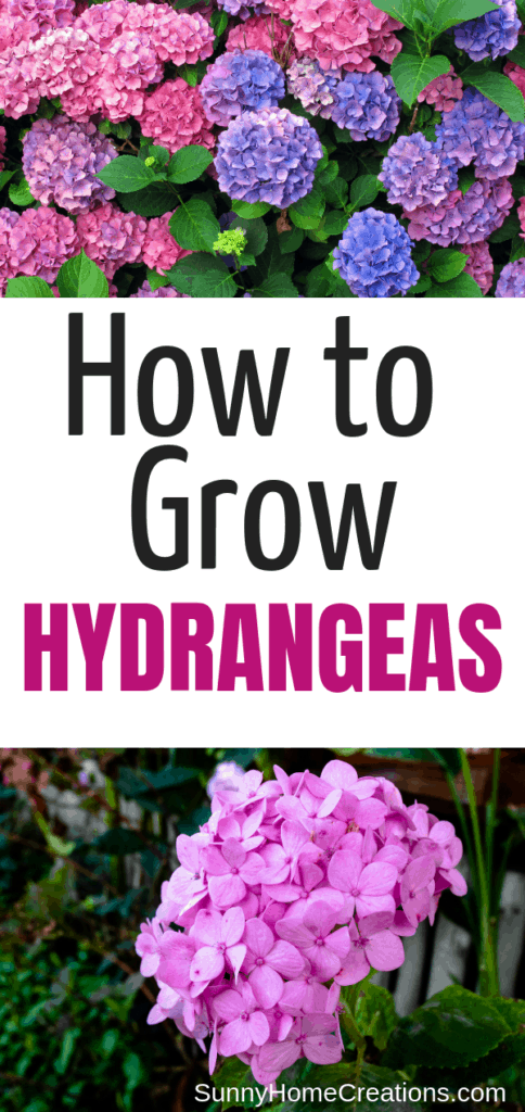 How to grow hydrangeas - care and tips