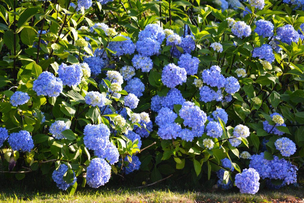 hydrangea blue bush