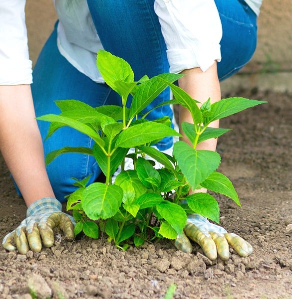 woman planting hydrangea plant