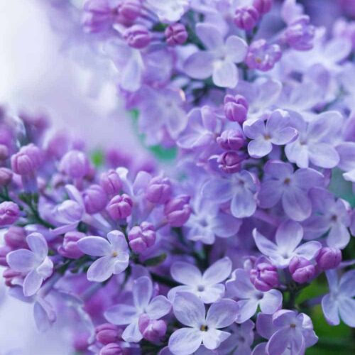 How to grow beautiful lilacs easily