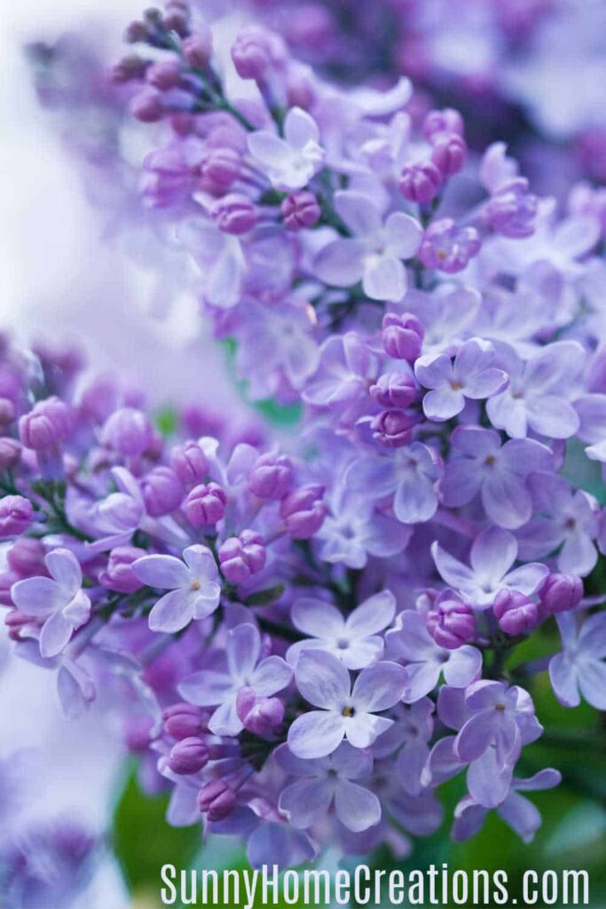 How to grow beautiful lilacs easily