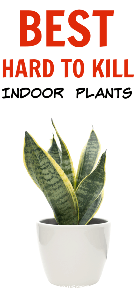 Best hard to kill indoor plants