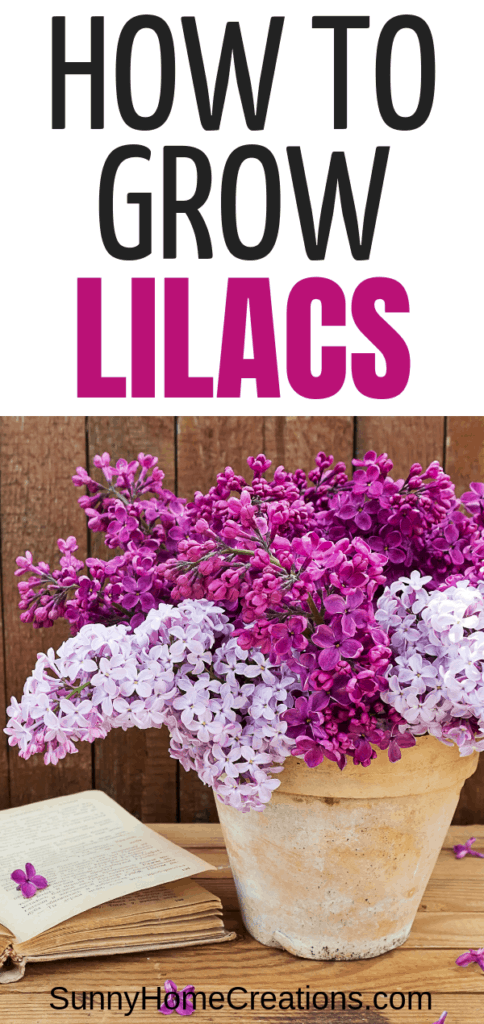 Growing Beautiful Lilacs