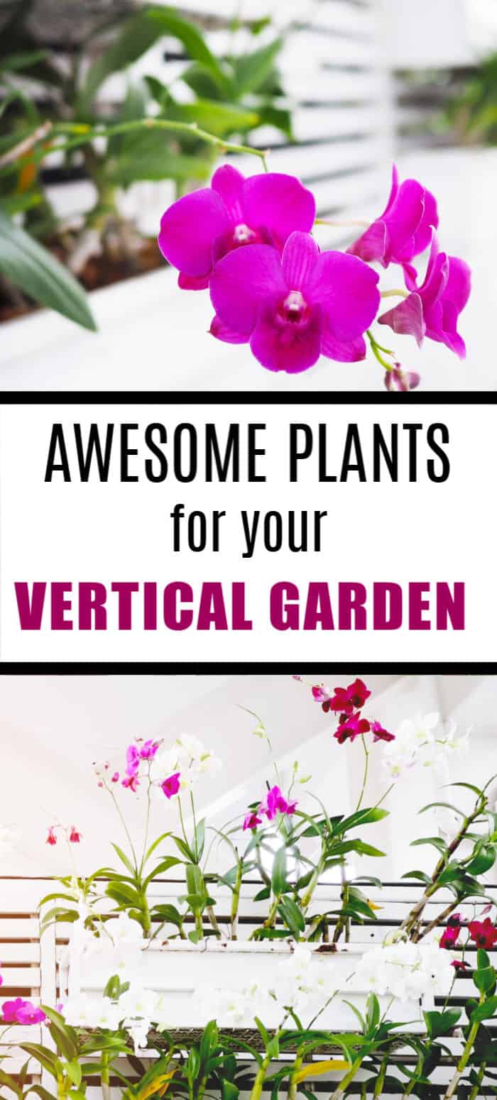 Awesome Plants for Your Vertical Garden