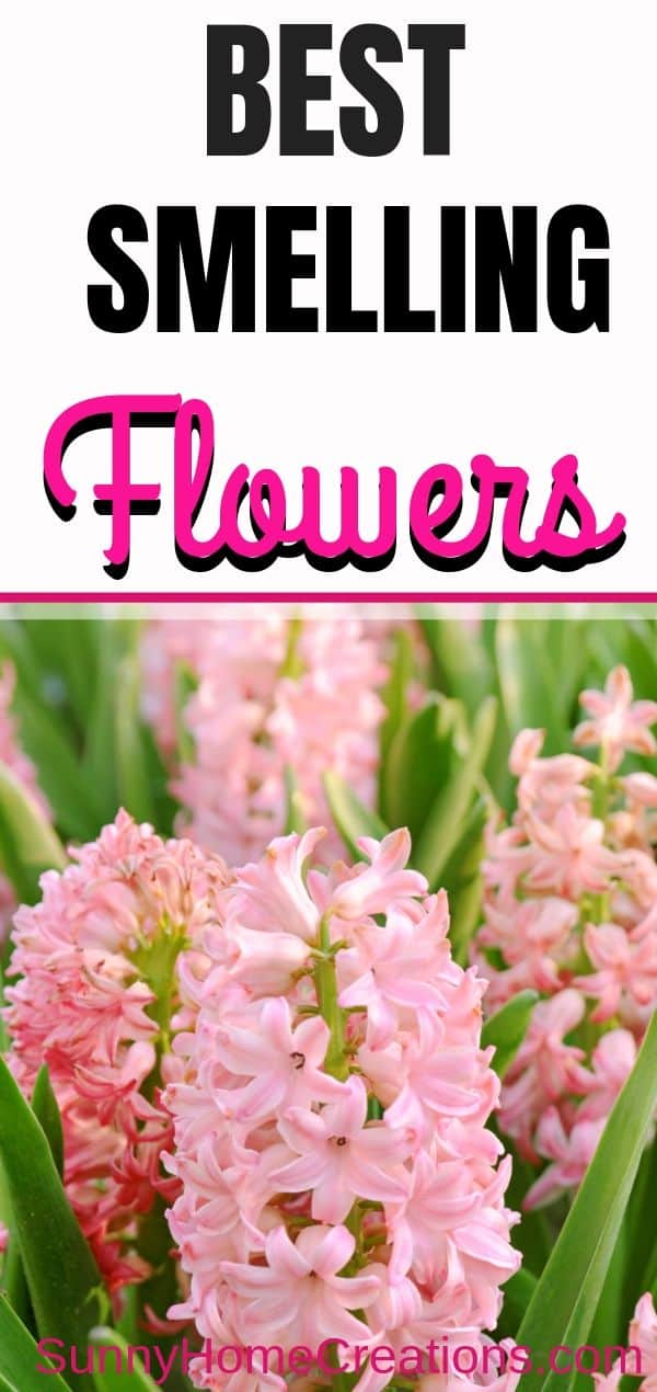best smelling flowers - hyacinths