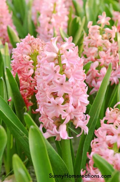 Best Smelling Flower - Pink Hyacinth