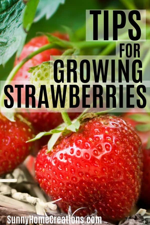Tips for growing strawberries