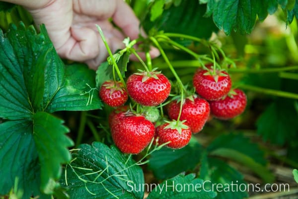 Strawberries growing on plant