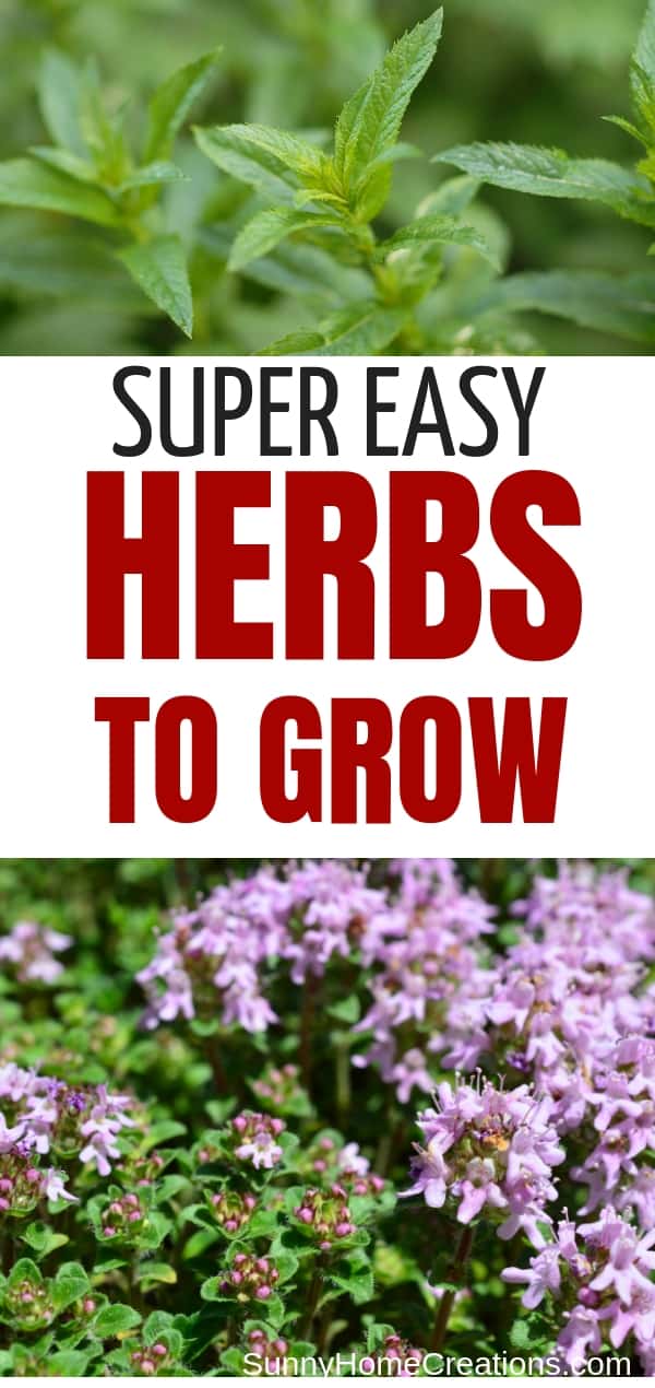 Easy Herbs Anyone Can Grow