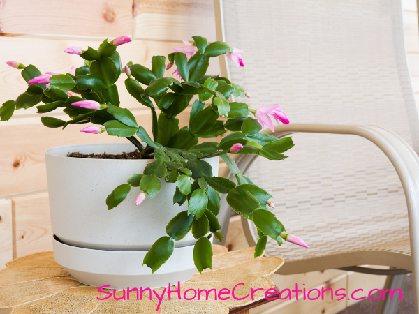 Christmas Cactus with small pink buds on it