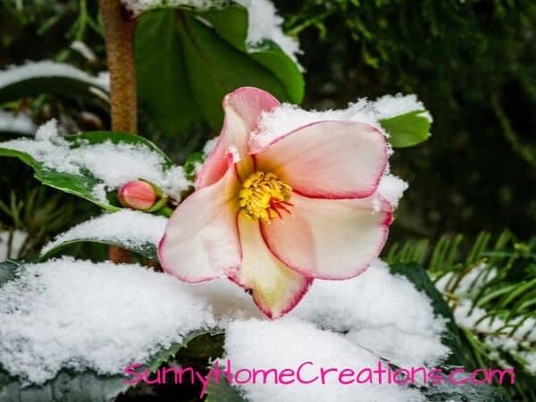 Hellebore Flower in Snow